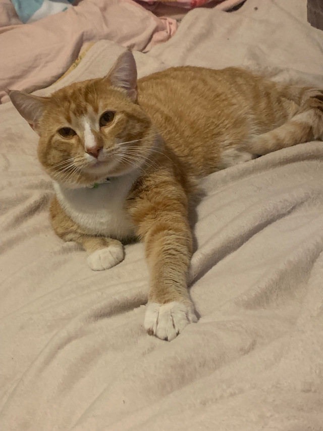 1 year old orange tabby cat needing rehome in Cats & Kittens for Rehoming in La Ronge - Image 2