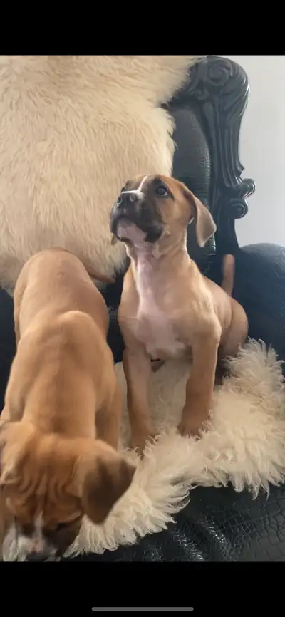 Argentino X Corso  Puppies are now  8 Weeks old !, View more
