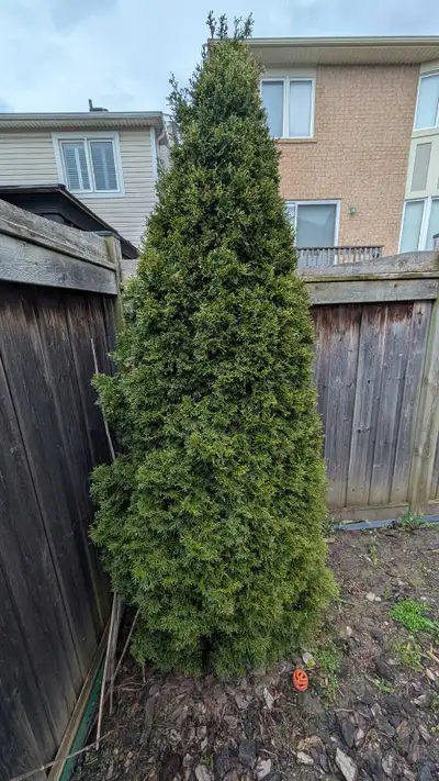 7-10 ft Cedar Trees Free, View more