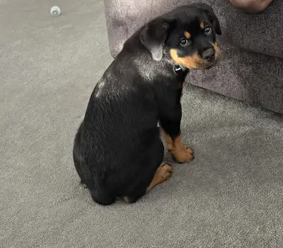 Purebred Rotweiller , 11 weeks, View more