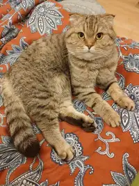 PUREBREED Scottish fold female adult cat tabby