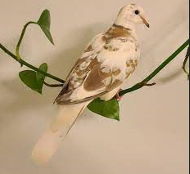Pair of Ringneck Doves in Birds for Rehoming in Burnaby/New Westminster - Image 2
