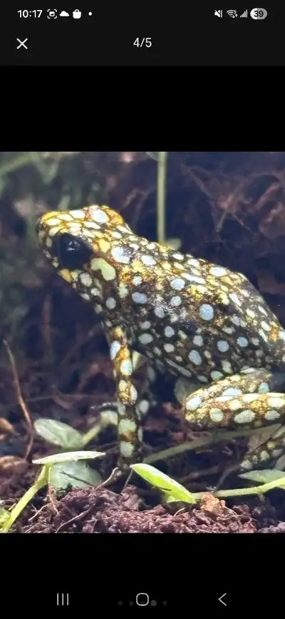 Oophaga Slyvatica "situwa" Dart frog, View more