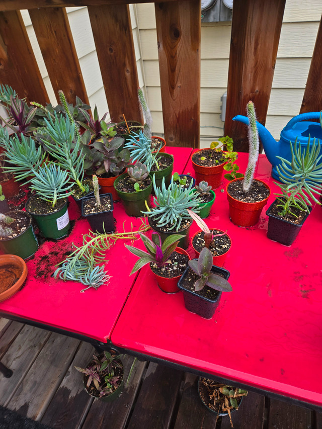 Fundraising sale in Plants, Fertilizer & Soil in Calgary