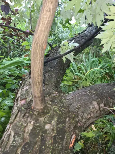 free wood logs for burning, View more