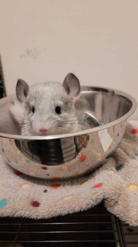 Baby Chinchillas for sale!