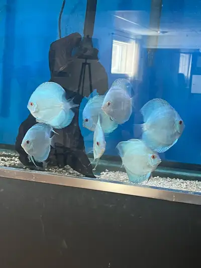 Discus de qualité de 3 a 6 pouces. Leopard, red cover, blue diamond er super panthera. Je suis éleve...