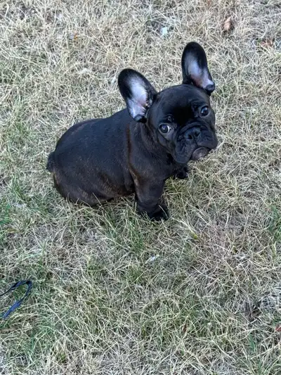 French Bulldog Puppy, View more