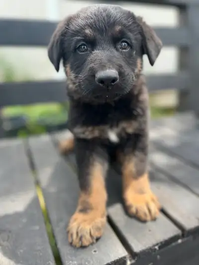 We’re thrilled to announce the arrival of our stunning purebred German Shepherd puppies, born on May...