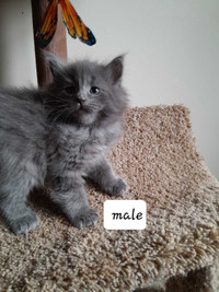  One left Maine Coon kittens