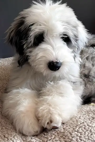 Old English Bernedoodles, View more