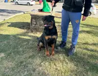 TOPQUALITY ROTTWEILERS