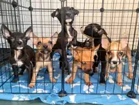 Puppies for sale to loving home