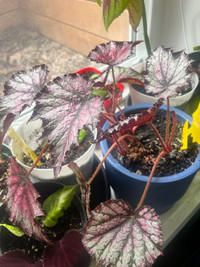 Rex Begonia For Sale