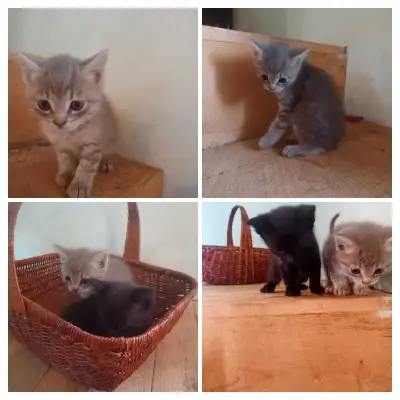 Sold pending pick up**Cute Cuddly Kittens, View more