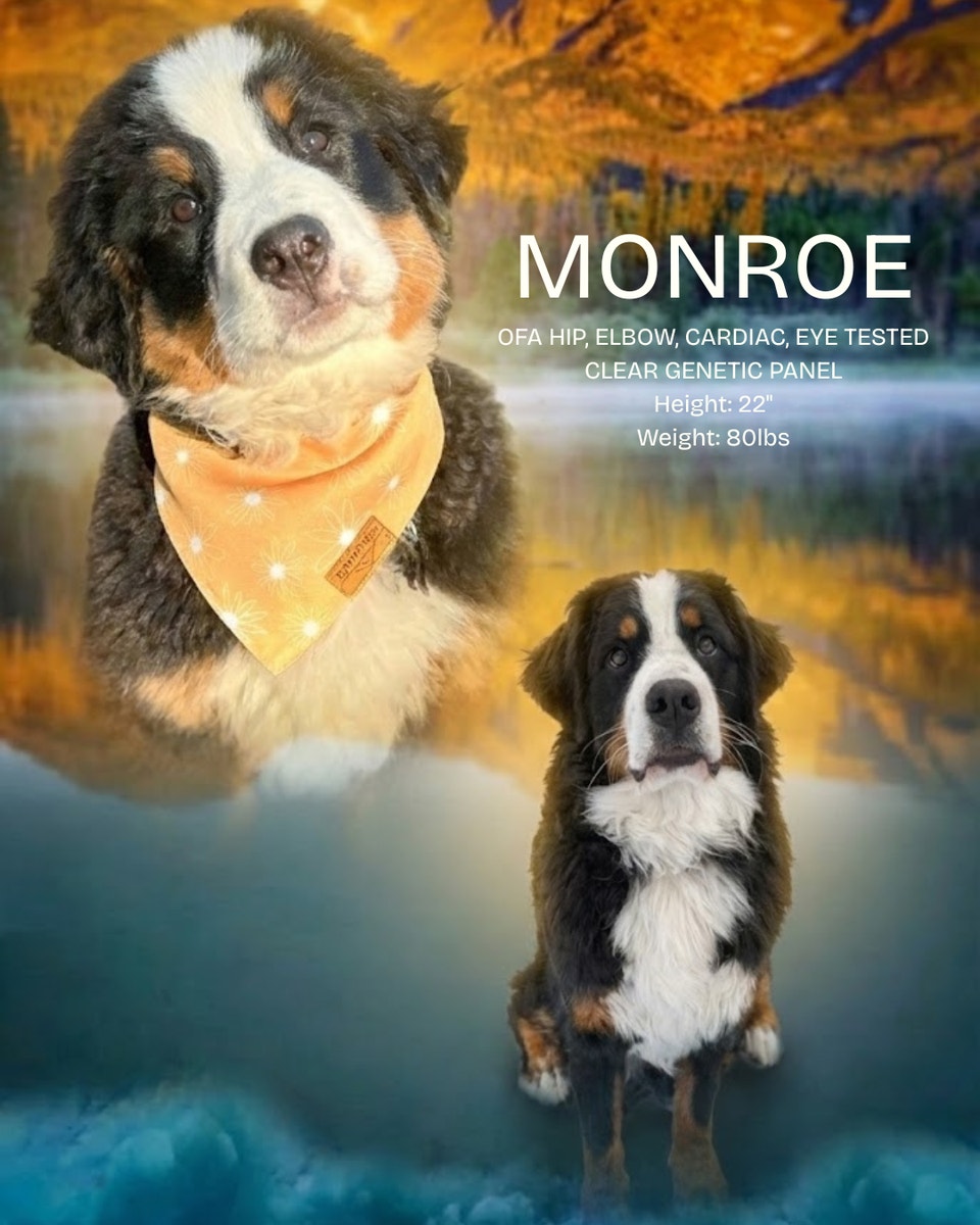 2027 Ultra Bernedoodle Litter - Now accepting reservations! | Dogs ...