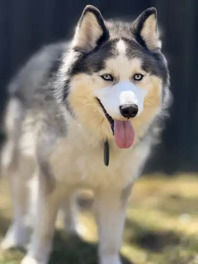 siberian husky, View more