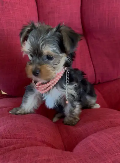 Magnifique petite femelle Morkie Biewer de 10 semaines disponible pour adoption. Elle a été vaccinée...