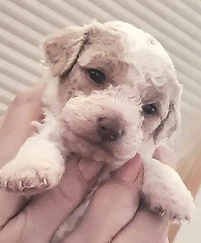 Beautiful Cavachon Puppies (King Charles Spaniel X Bichon Frise), View more