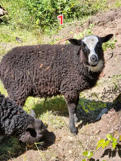 Gotland x Finn Lambs, View more