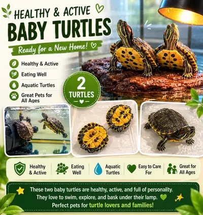 Rehoming baby turtles, View more