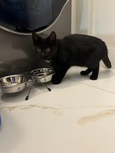 Bombay kitten, View more