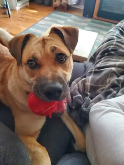 German Sheppard Mix Female dog. Shots are up to date. Currently she's not fixed. I wasn't going to g...