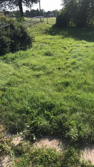 Looking for a grass cutter, View more