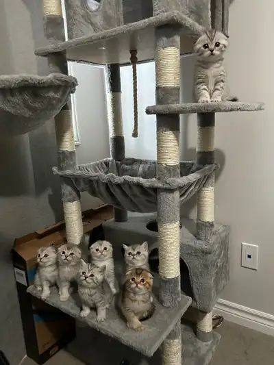 Shorthair x Scottish fold kittens, View more