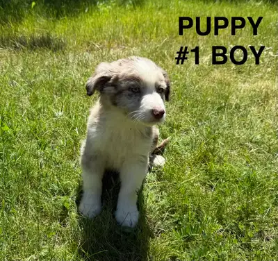 Border collie puppies mixed with Aussie shepherd, View more