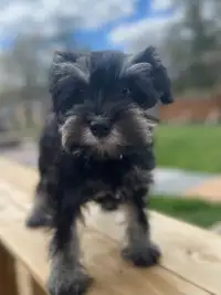Black & Silver Mini Schnauzer Puppy Available! York Region 