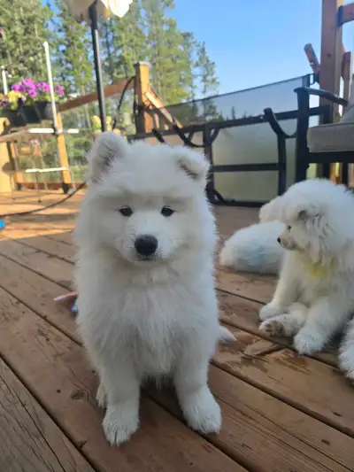CKC Registered Samoyed Puppies, View more