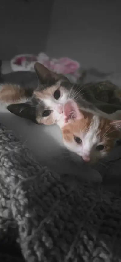 KITTEN.  CHATON, View more