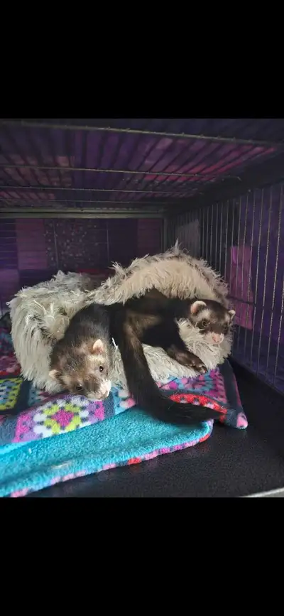 2 bonded male ferrets, View more