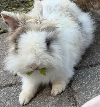 Rabbits for free, View more