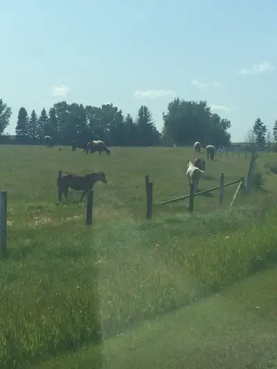 horse Boarding Room for 1-2 West Side of Calgary , View more