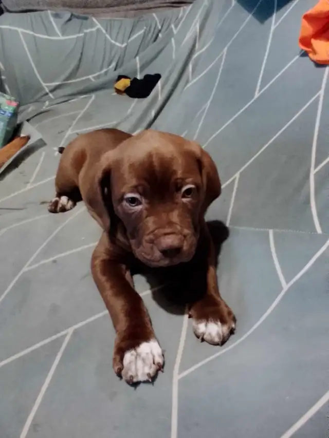 mastiff puppies  in Dogs & Puppies for Rehoming in Ottawa - Image 4
