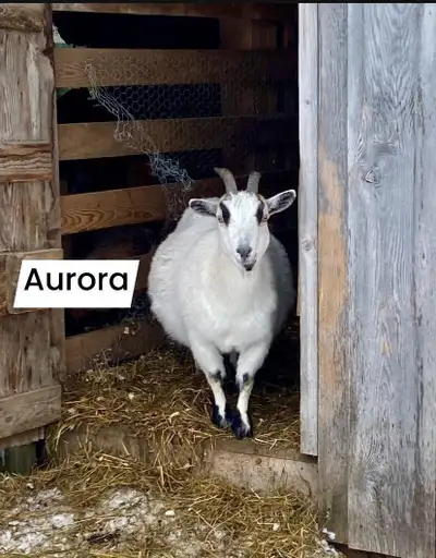 Nigerian Dwarf goats, View more