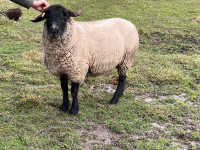 Pure bred Suffolk Ram