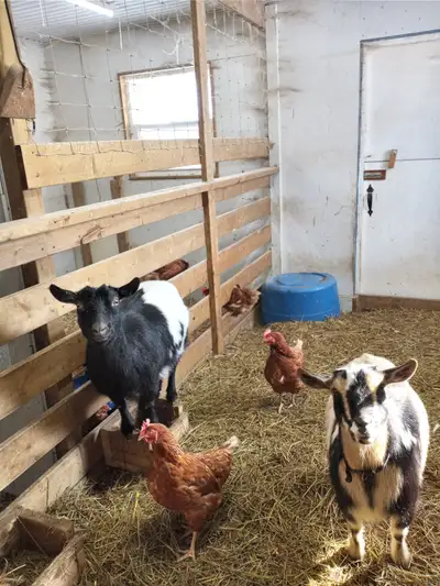 Nigerian Goats for sale - 3 years old, View more