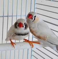 BEAUTIFUL ZEBRA FINCHES