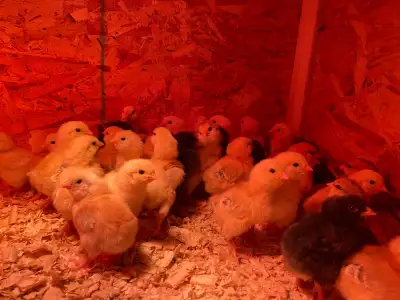 chicks for sale, View more