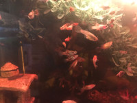 Selling young Mollys and platys