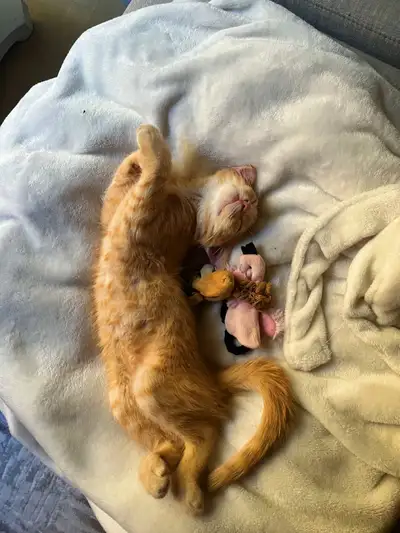 kitten orange female , View more