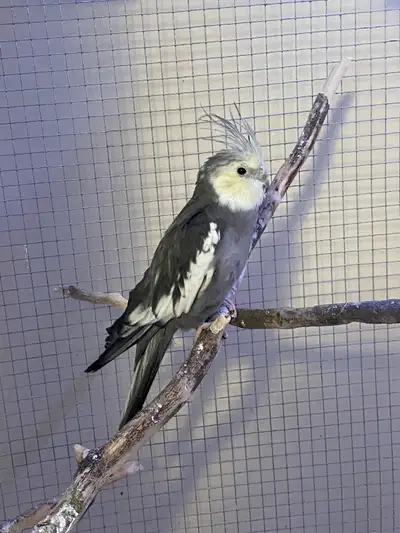We are looking to rehome our 3 birds, two budgies ( 1 male and 1 female), and a cockatiel. They are...