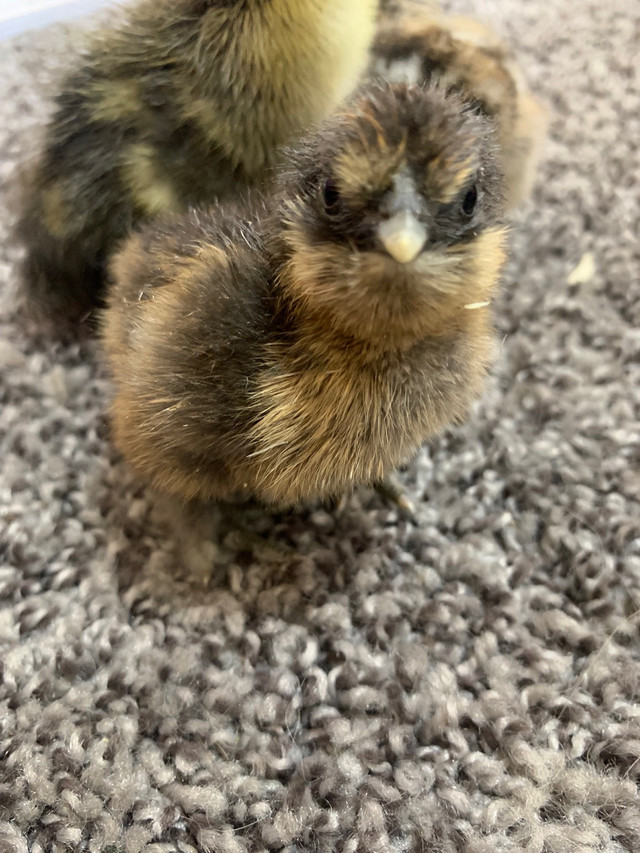 Purebred Silkie Chicks  in Livestock in Belleville - Image 2