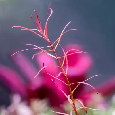 LIVE AQUARIUM PLANT : LUDWIGIA ARCUATA, View more