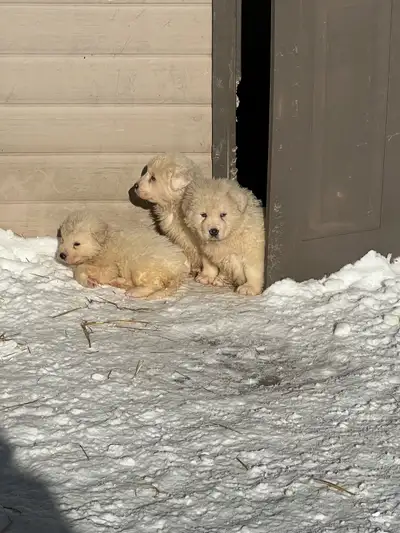 puppies great pyrenees, View more