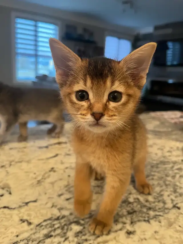 ABYSSIN KITTENS / CHATON ABYSSIN