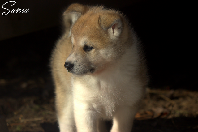 Chiots Samkita Inu puppies in Dogs & Puppies for Rehoming in Drummondville - Image 9